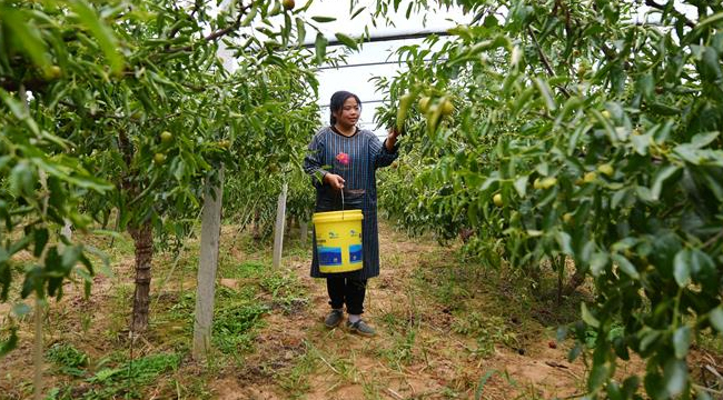 陜西大荔小坡村：黃河灘邊果飄香