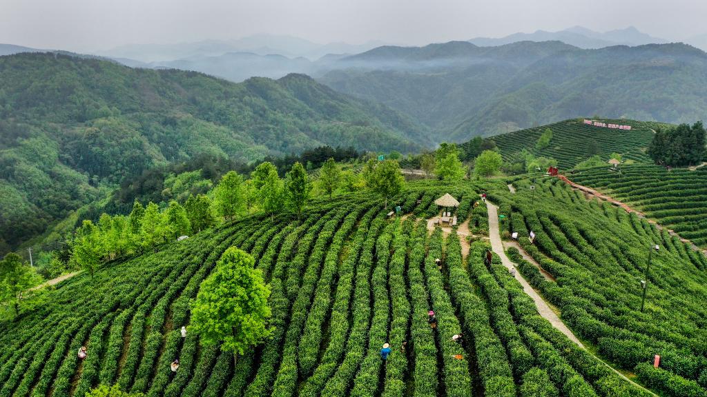 陜西平利：以茶致富 因茶興業(yè)