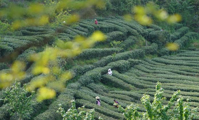 秦巴漢水間，百萬(wàn)畝茶園帶來(lái)綠色“錢”景