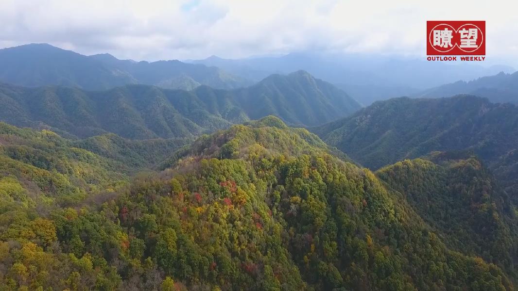 瞭望丨讓秦嶺青山常在