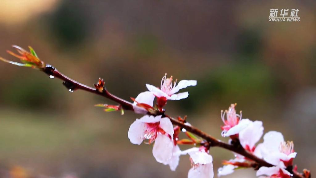 西岳華山：山桃花開 燦若云霞