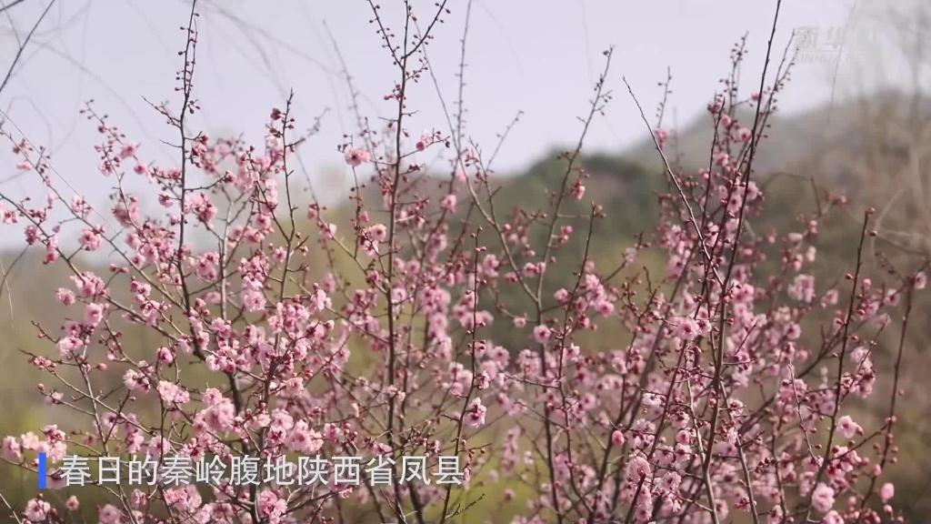 秦嶺深處：春日旅游熱