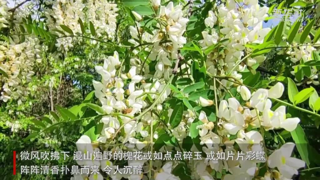 陜西麟游：“森林氧吧”槐花開