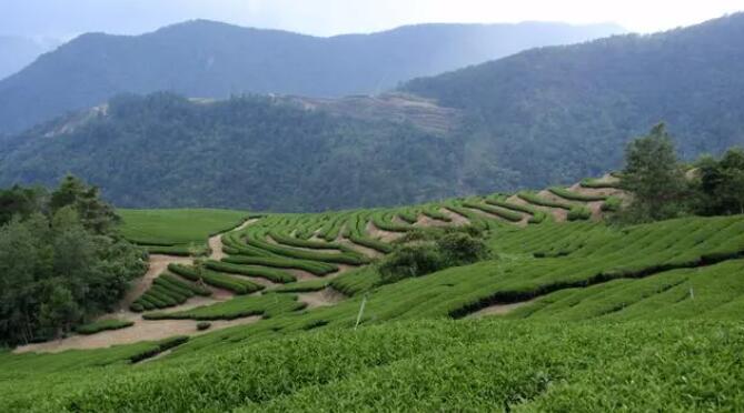 陜西安康：以茶為媒 飄香世界